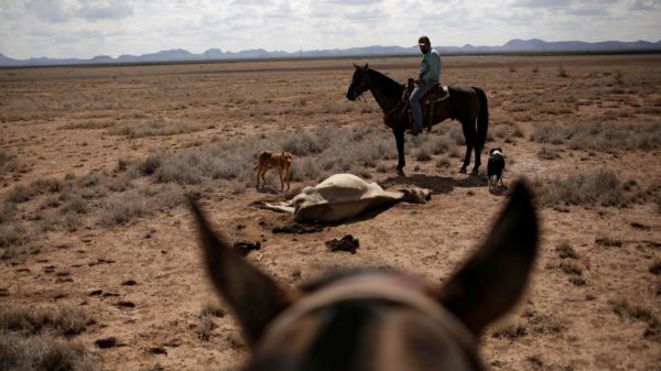 Un agricultor observa el cadáver de su ganado en el rancho de Santa Bárbara, un área afectada por la sequía cerca de Camargo, en el estado de Chihuahua, México.JOSE LUIS GONZALEZ / REUTERS