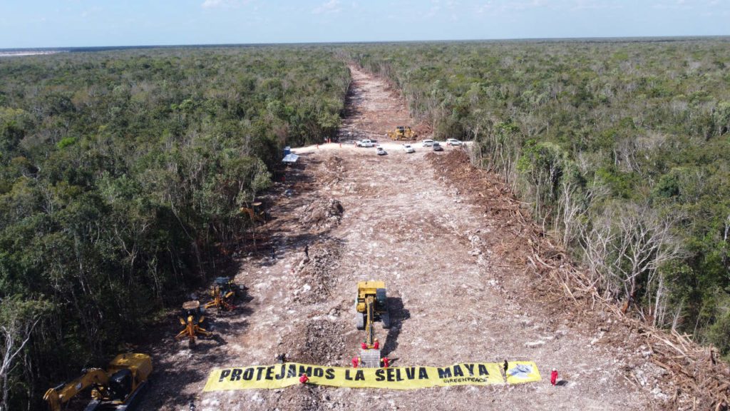 La destrucción de la selva por el Tren Maya del que se mintió: "No talaremos un solo árbol", AMLO.