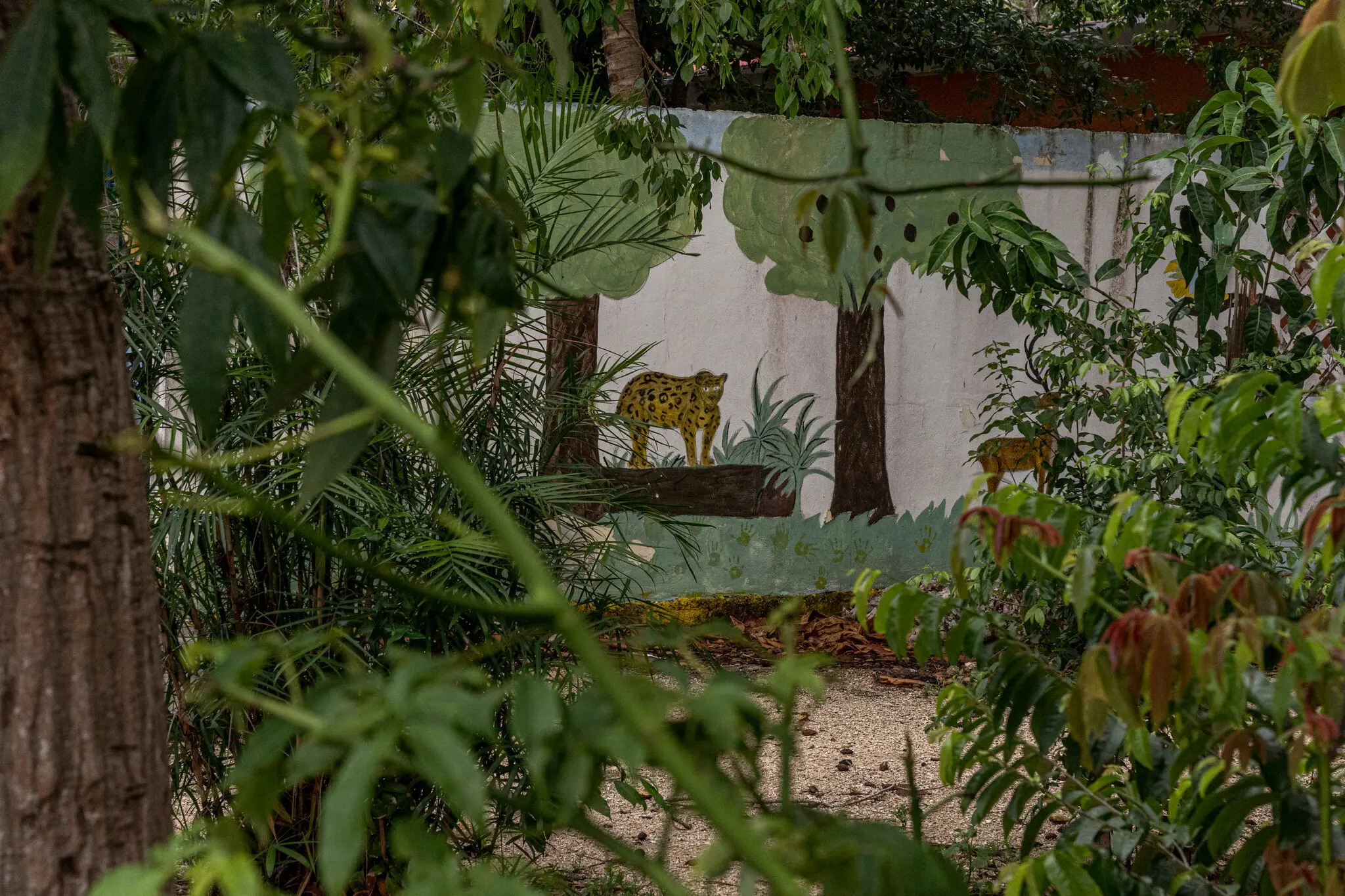 La nueva ruta del tren ahora atravesará la segunda mayor selva de América, en la que habitan jaguares en peligro de extinción.