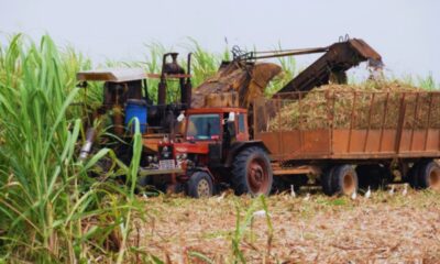 La Industria de la Caña de Azúcar: Pilar del Desarrollo Productivo en México