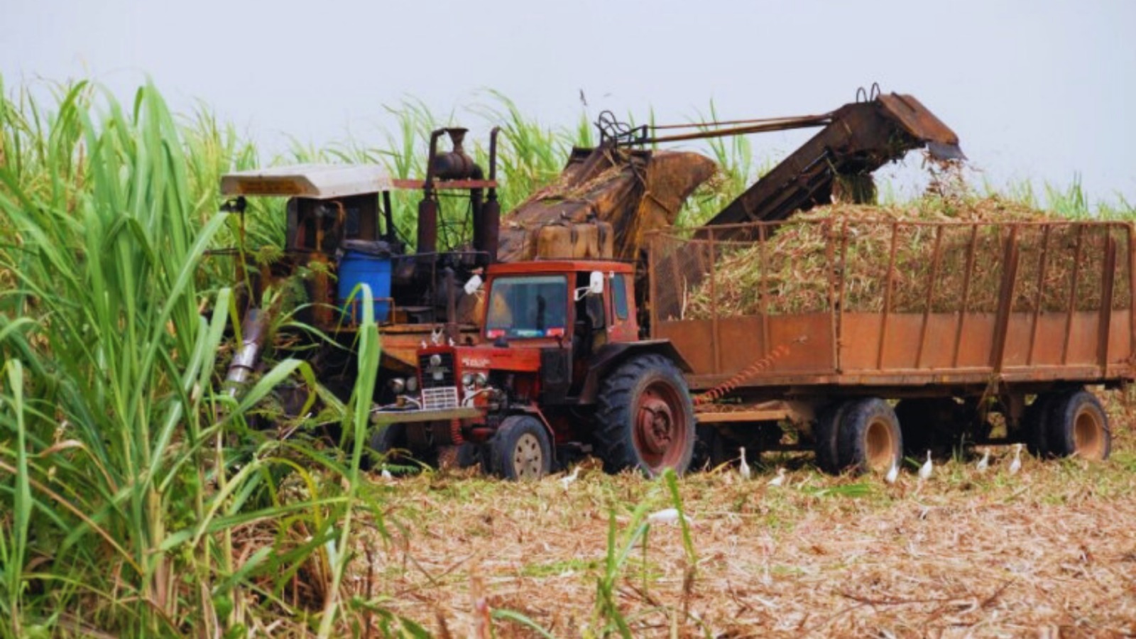 La Industria de la Caña de Azúcar: Pilar del Desarrollo Productivo en México