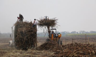 Análisis de la Industria Azucarera, avance al 1 de marzo