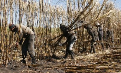 Caña de Azúcar: Etapas Clave para un Buen Cultivo