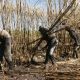 Caña de Azúcar: Etapas Clave para un Buen Cultivo