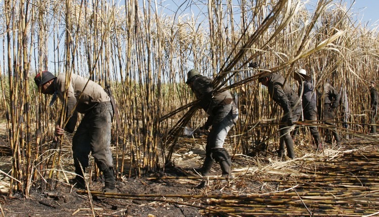 Caña de Azúcar: Etapas Clave para un Buen Cultivo